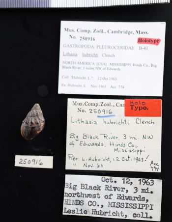 Media type: image; Malacology 250916   Description: preserved shell;